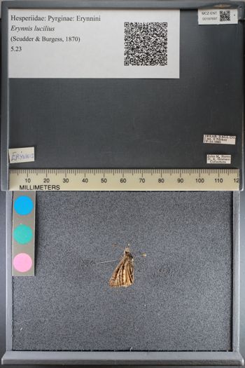Media type: image;   Entomology 197697